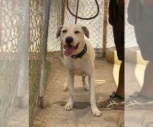 Mutt Dogs for adoption in Visalia, CA, USA