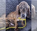 Small #1 Basset Hound-Plott Hound Mix