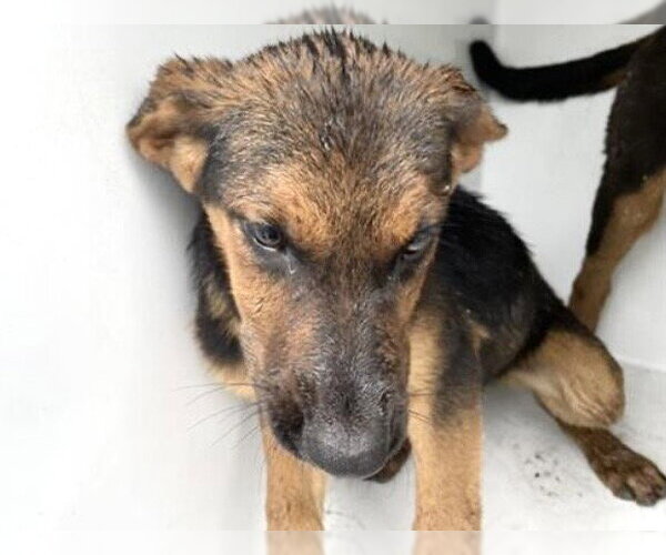 Medium Photo #2 German Shepherd Dog-Unknown Mix Puppy For Sale in Houston, TX, USA