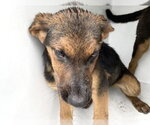Small #1 German Shepherd Dog Mix