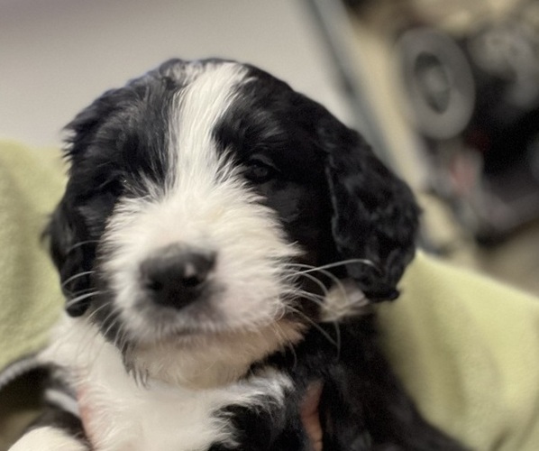 Medium Photo #1 Bernedoodle Puppy For Sale in WAYNESBORO, PA, USA