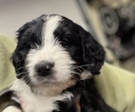 Small Photo #1 Bernedoodle Puppy For Sale in WAYNESBORO, PA, USA