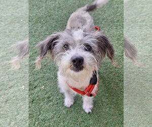 Shih Tzu-Unknown Mix Dogs for adoption in Davis, CA, USA