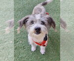 Small Shih Tzu Mix