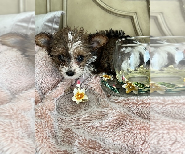 Medium Photo #1 Yorkshire Terrier Puppy For Sale in KELLER, TX, USA