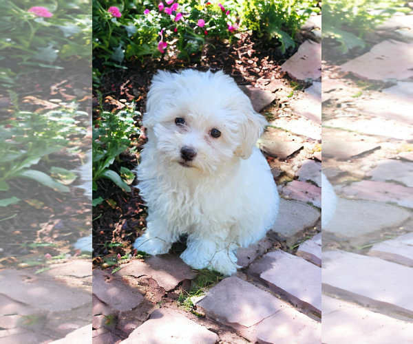 Medium Photo #8 Maltese Puppy For Sale in McKinney, TX, USA