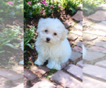 Small #7 Maltese