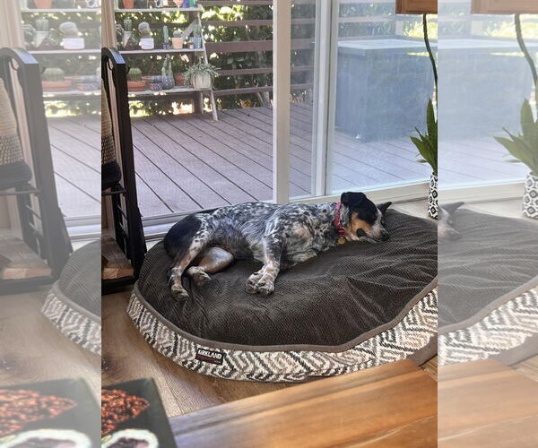 Medium Photo #4 Mutt Puppy For Sale in Milpitas, CA, USA