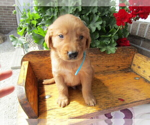 Golden Retriever Puppy for sale in HUDSON, MI, USA