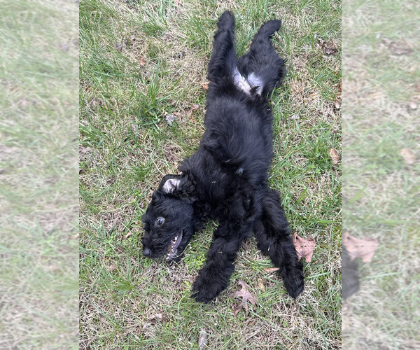 Medium Photo #14 Schnoodle (Giant) Puppy For Sale in SEVIERVILLE, TN, USA