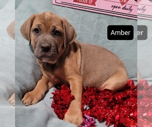 Cane Corso Puppy for sale in POMEROY, OH, USA