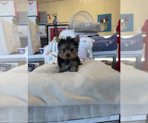 Yorkshire Terrier Puppy for sale in SOUTHFIELD TOWNSHIP, MI, USA
