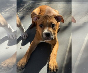 Savi - Female Mutt Dog for Adoption - Photo #2