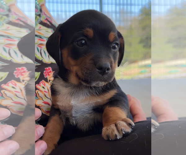 Medium Photo #1 Australian Shepherd-Unknown Mix Puppy For Sale in Green Forest, AR, USA