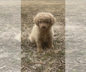 Pom-A-Poo Puppy for sale in TAMPA, FL, USA
