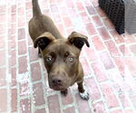 Small #4 Labrador Retriever Mix