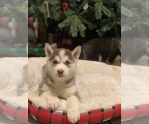 Siberian Husky Puppy for Sale in PALMDALE, California USA