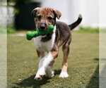 Small #1 Mutt