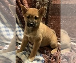 Small Photo #12 Shiba Inu Puppy For Sale in NEW YORK, NY, USA