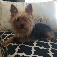 Yorkshire Terrier Puppy for sale in GROVELAND, FL, USA