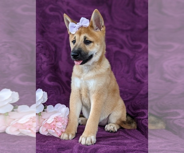 Medium Photo #7 Shiba Inu Puppy For Sale in KIRKWOOD, PA, USA