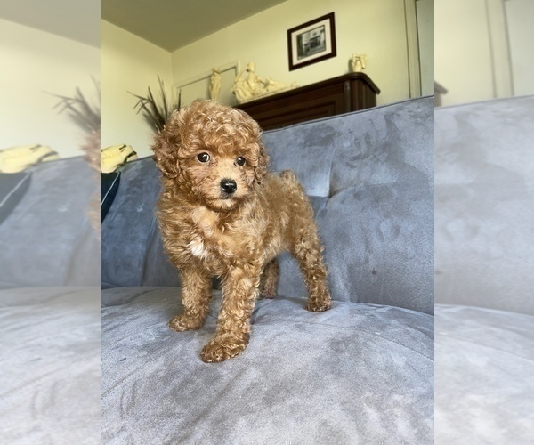 Medium Photo #26 Poodle (Toy) Puppy For Sale in HAYWARD, CA, USA