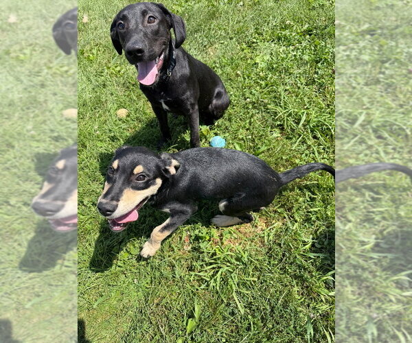 Medium Photo #4 Labrador Retriever-Unknown Mix Puppy For Sale in Pierceton , IN, USA