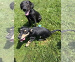 Small #3 Labrador Retriever Mix