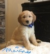 Small Photo #10 Goldendoodle Puppy For Sale in EAST ELLIJAY, GA, USA