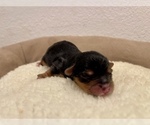 Small Photo #4 Yorkshire Terrier Puppy For Sale in HAYWARD, CA, USA