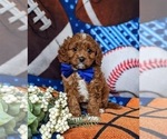 Small Photo #7 Cavapoo Puppy For Sale in QUARRYVILLE, PA, USA
