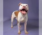 Small #3 American Pit Bull Terrier-American Staffordshire Terrier Mix