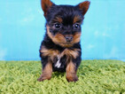Small Photo #2 Yorkshire Terrier Puppy For Sale in LA MIRADA, CA, USA