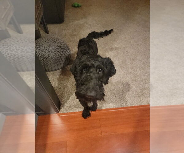 Medium Photo #1 Labradoodle Puppy For Sale in Andover, MN, USA