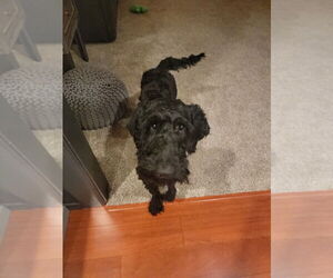 Labradoodle Dogs for adoption in Andover, MN, USA