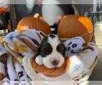 Small #3 English Springer Spaniel
