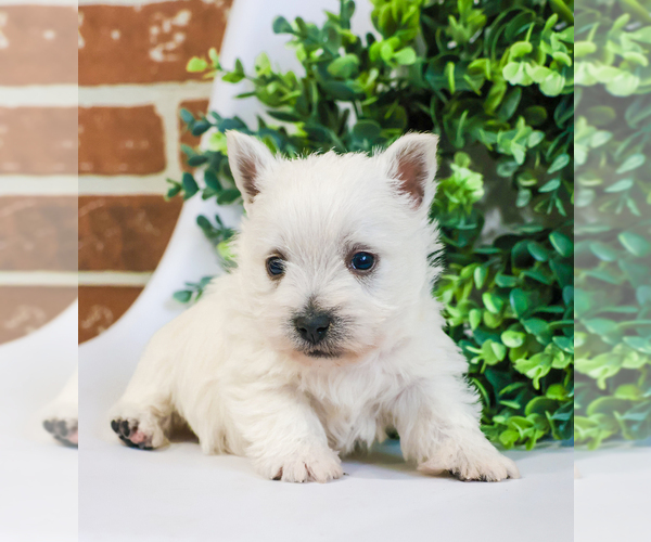 Medium Photo #6 West Highland White Terrier Puppy For Sale in SYRACUSE, IN, USA