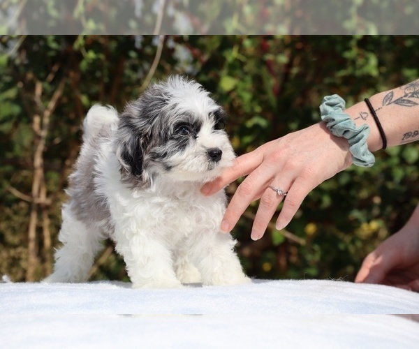 Medium Photo #6 ShihPoo Puppy For Sale in DYERSBURG, TN, USA