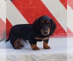 Image preview for Ad Listing. Nickname: Toby
