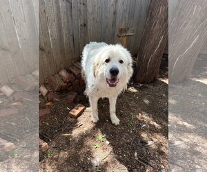 Great Pyrenees-Unknown Mix Dogs for adoption in Grafton, WI, USA