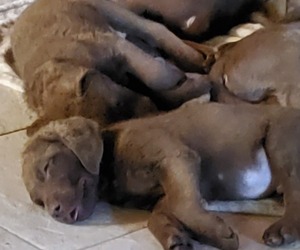 Chesapeake Bay Retriever Puppy for sale in MERLIN, OR, USA