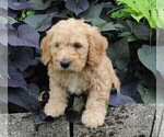 Small Photo #8 Miniature Labradoodle Puppy For Sale in FREDERICKSBURG, OH, USA