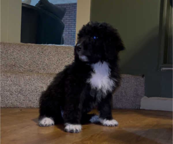 Medium Photo #9 Bernedoodle-Labradoodle Mix Puppy For Sale in HARRISBURG, IL, USA