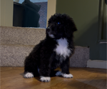 Puppy Female doodle 3 Bernedoodle-Labradoodle Mix