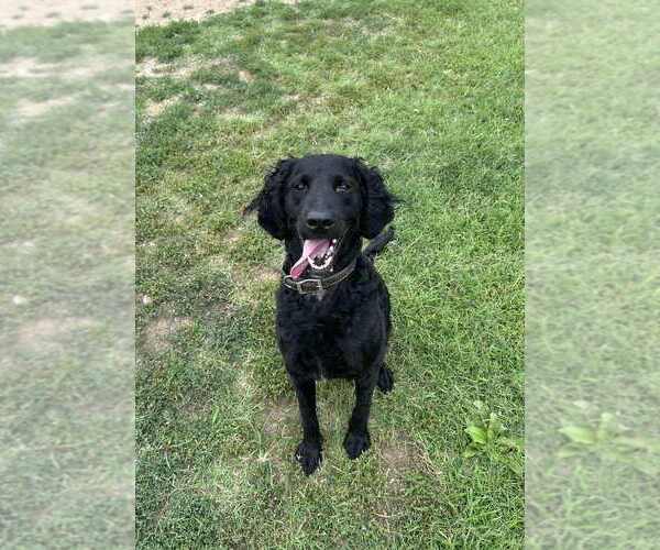 Medium Photo #2 Labrador Retriever-Unknown Mix Puppy For Sale in Evansville, IN, USA