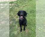 Small #1 Labrador Retriever Mix