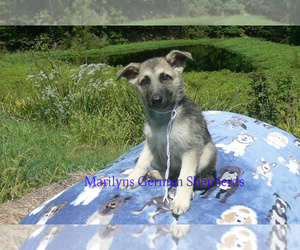 German Shepherd Dog Puppy for Sale in PIEDMONT, Missouri USA