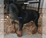 Small #1 Doberman Pinscher