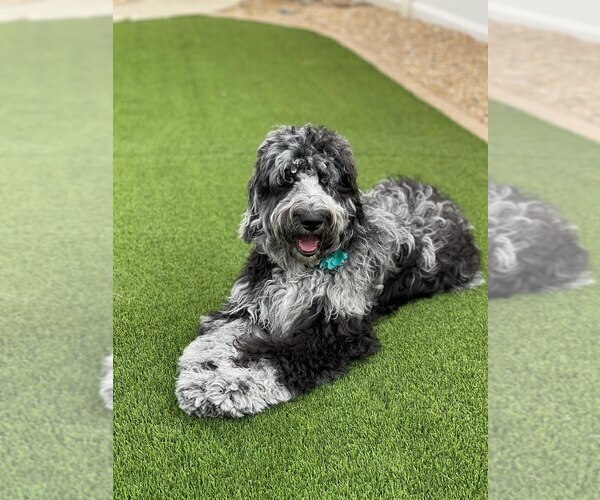 Medium Photo #6 Double Doodle Puppy For Sale in CHULA VISTA, CA, USA