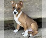 Small #3 Labrador Retriever Mix